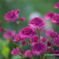 Astrantia major 'Venice'  -R-