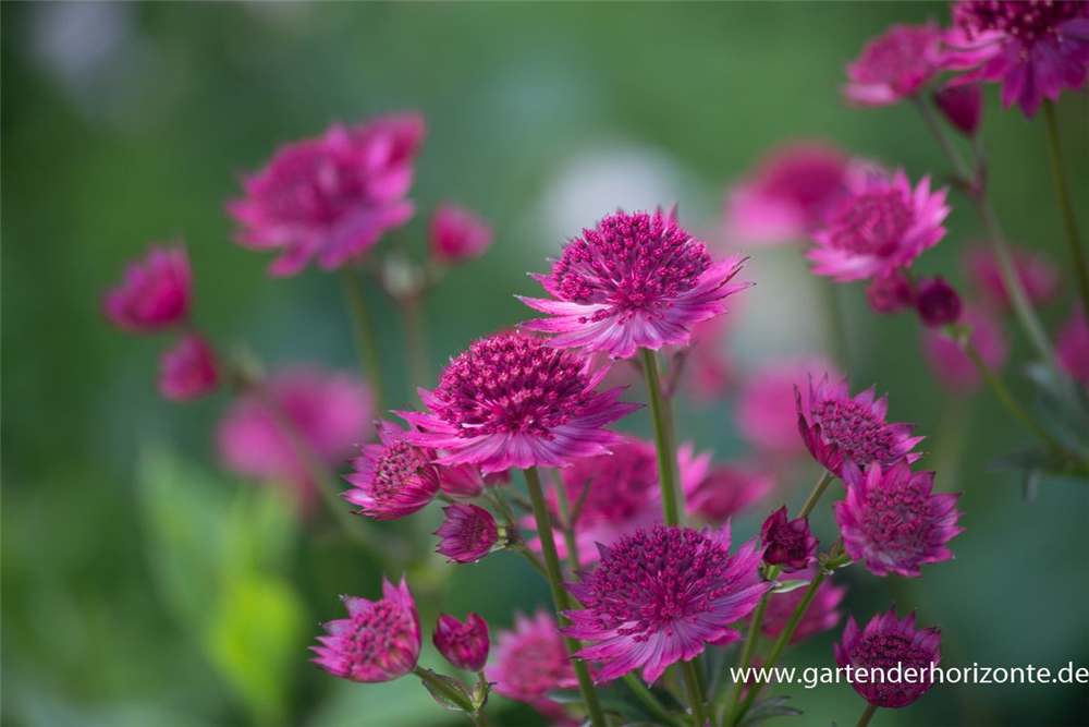 Astrantia major 'Venice'  -R-