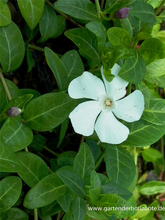 Kleines Garten-Immergrün 'Alba'