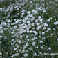 Gypsophila repens 'Compacta Plena'