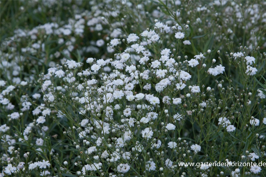Gypsophila repens 'Compacta Plena'