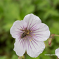 Geranium himalayense 'Derrick Cook'