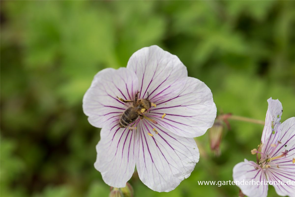 Geranium himalayense 'Derrick Cook'
