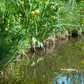 Iris pseudacorus