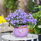 Campanula poscharskyana