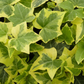Hedera helix 'Gold Child', 12er Set