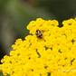 Hohe Garten-Gold-Garbe 'Coronation Gold'