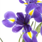 Iris sibirica