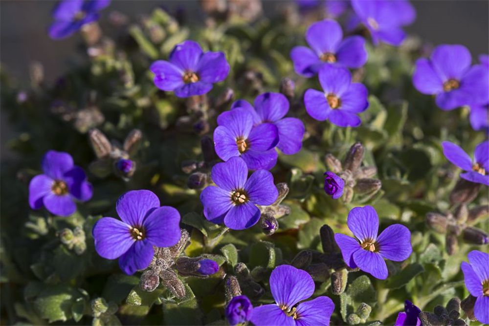 Aubrieta x cult.'Blaumeise'