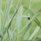 Hakonechloa macra