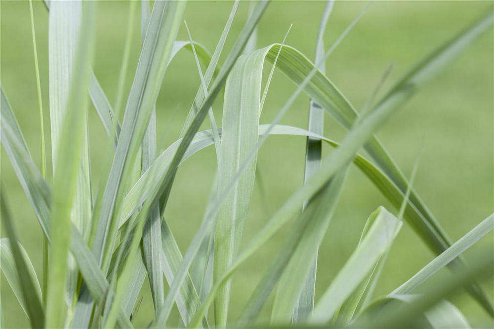 Hakonechloa macra
