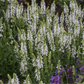 Garten-Blüten-Salbei 'Adrian'