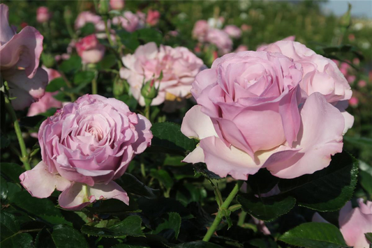 Edelrose 'Blue Girl'®