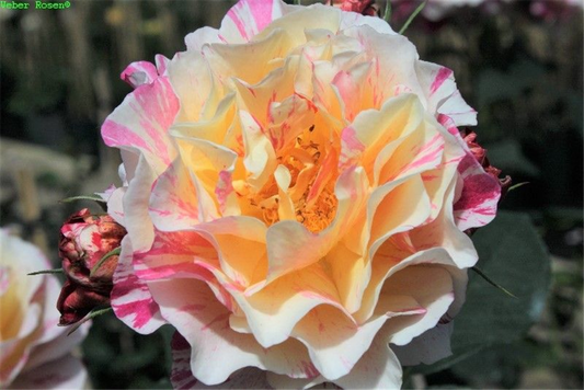 Edelrose 'Maurice Utrillo'®