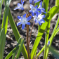 Sibirischer Blaustern  - 10 Blumenzwiebeln