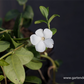 Kleines Garten-Immergrün 'Alba'