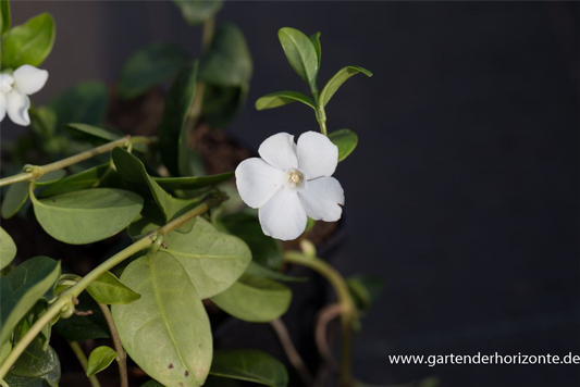 Kleines Garten-Immergrün 'Alba'