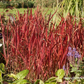 Imperata cylindrica var.koenig.'Red Baron'