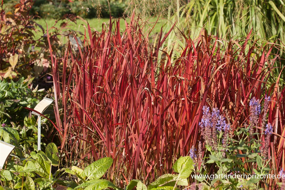 Imperata cylindrica var.koenig.'Red Baron'