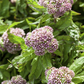 Eupatorium cannabinum