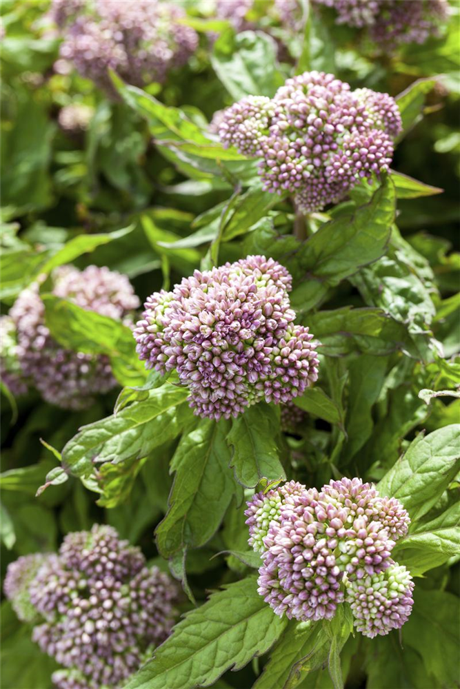Eupatorium cannabinum