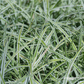 Carex morrowii 'Variegata'