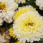 Großblumige Garten-Margerite 'Luna'®
