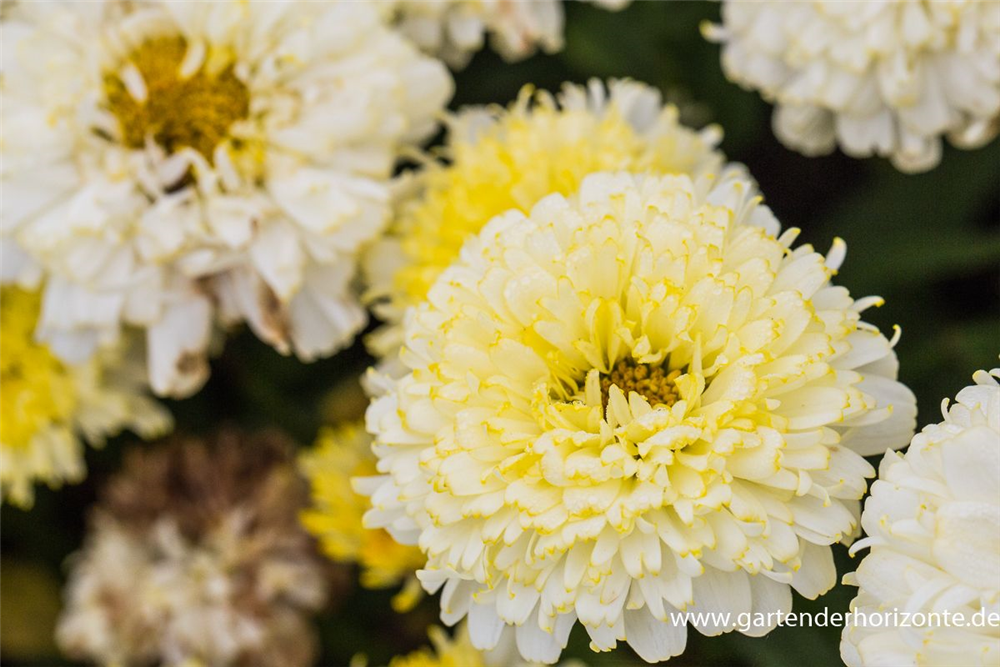 Großblumige Garten-Margerite 'Luna'®
