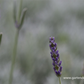 Echter Lavendel 'Silver Mist'