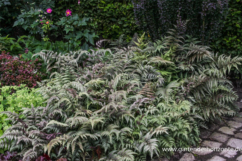 Athyrium niponicum 'Metallicum'