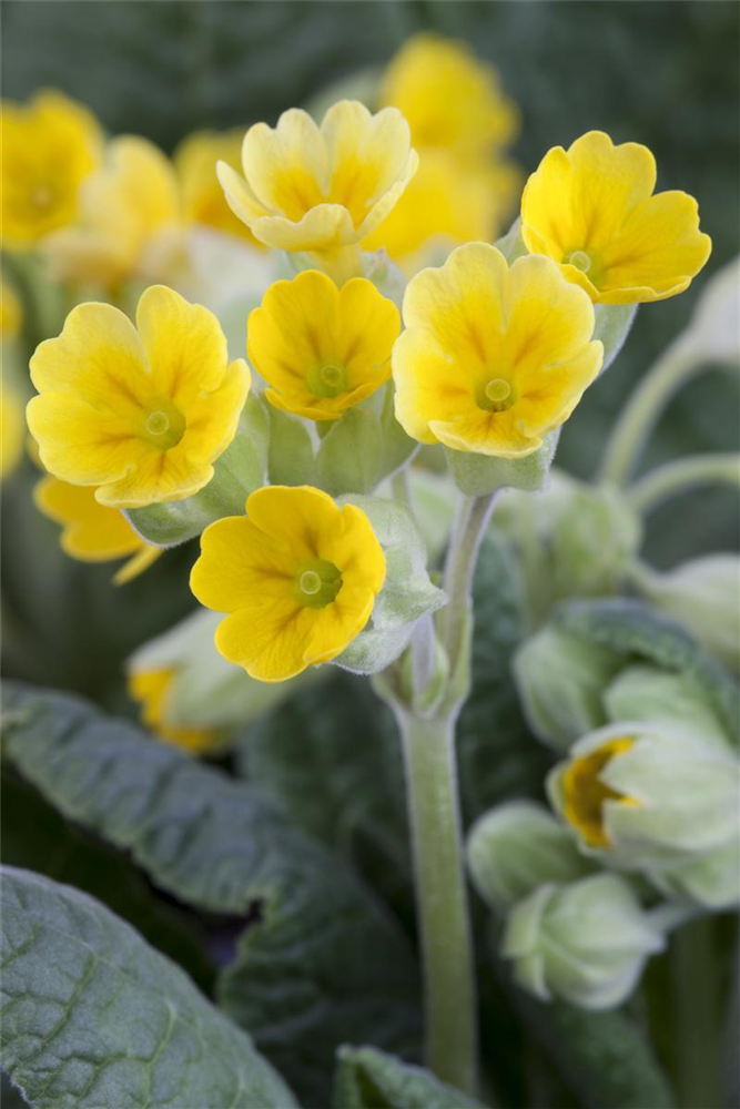 Echte Schlüsselblume