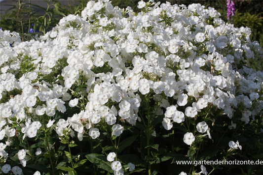 Hohe Garten-Flammenblume 'Danielle'