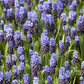 Breitblättrige Traubenhyazinthe - 10 Blumenzwiebeln