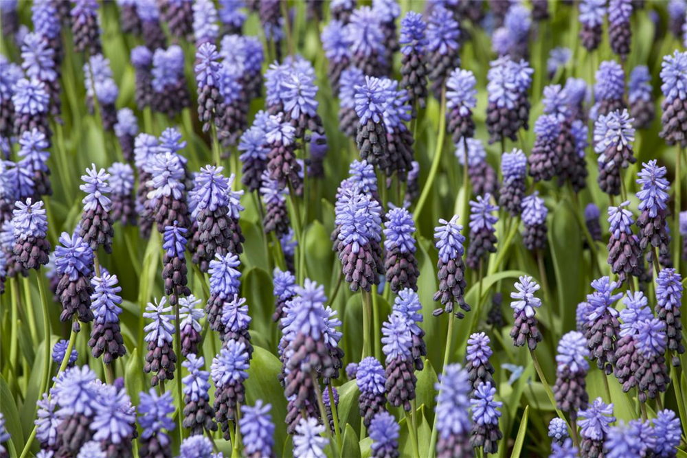 Breitblättrige Traubenhyazinthe - 10 Blumenzwiebeln