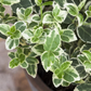 Euonymus fortunei 'Emerald'n Gaiety'