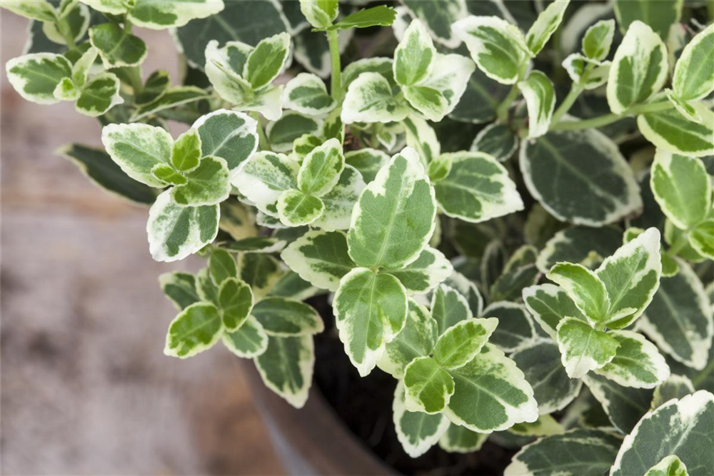 Euonymus fortunei 'Emerald'n Gaiety'