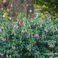 Fuchsie
