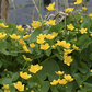 Caltha palustris