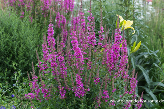 Garten-Blut-Weiderich