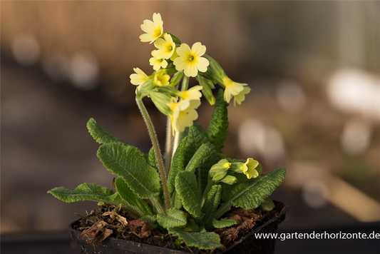 Hohe Schlüsselblume