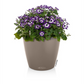 LECHUZA CLASSICO Color 43