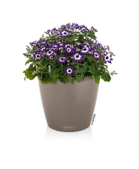 LECHUZA CLASSICO Color 43