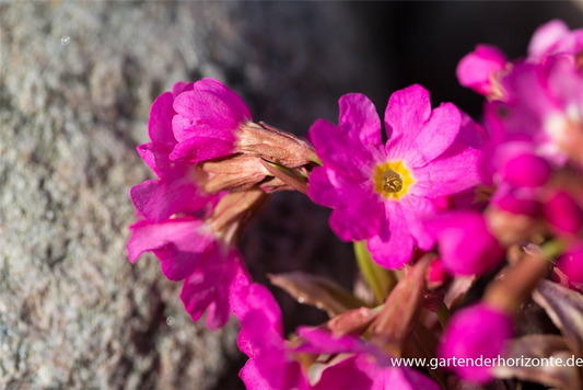Garten-Rosen-Schlüsselblume 'Gigas'