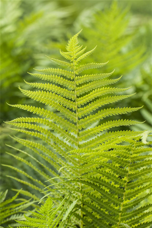 Polystichum aculeatum