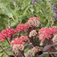 Großes Garten-Fettblatt 'Red Cauli'®