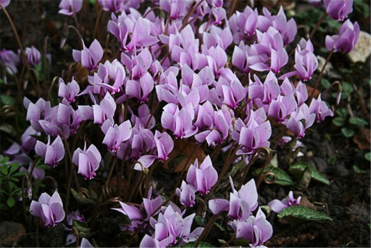 Cyclamen hederifolium 'Ivy Ice Light Rose'