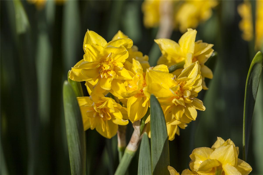 Alpenveilchenartige Narzisse 'Tête-à-Tête Boucle' - 5 Blumenzwiebeln