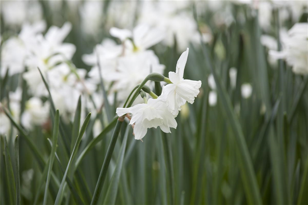 Edelnarzisse 'Thalia' - 10 Blumenzwiebeln
