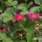 Garten-Zier-Erdbeere 'Red Ruby'