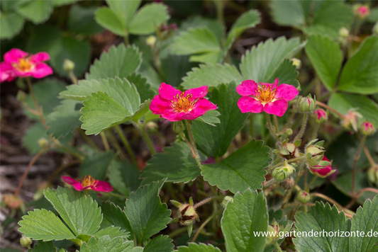 Garten-Zier-Erdbeere 'Red Ruby'